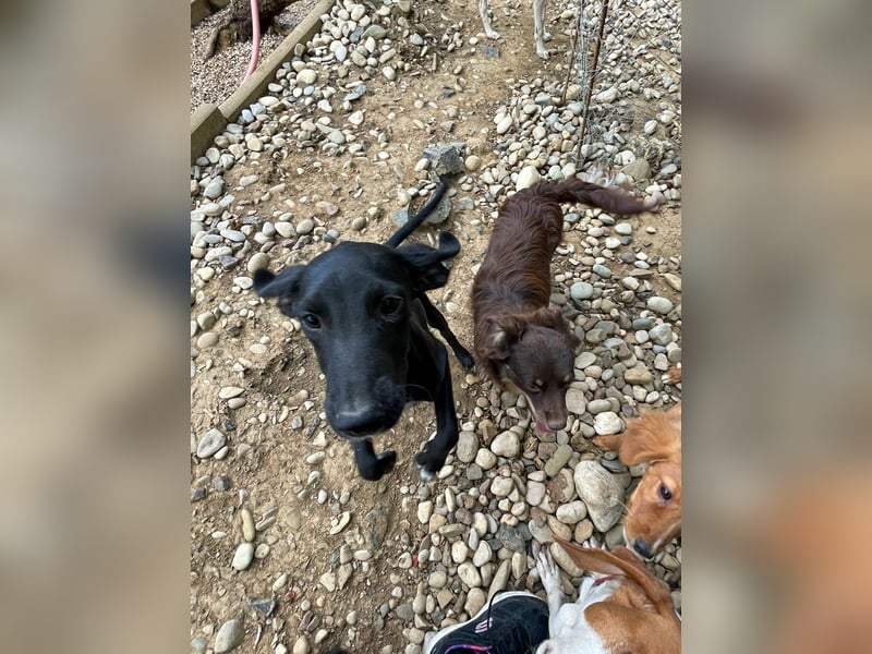 Zuckersüße IRMA ist ein Engel auf 4 Pfoten Zuckersüße IRMA ist ein Engel auf 4 Pfoten