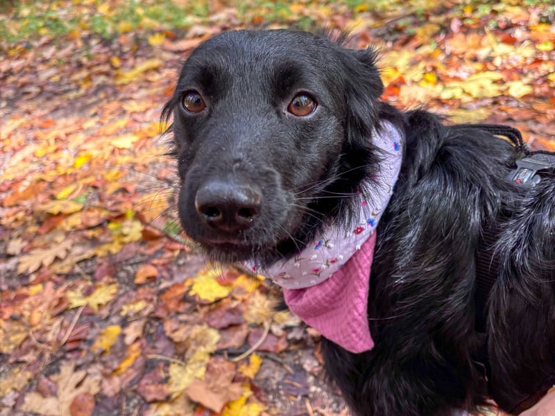 Lebensfrohe DAYA wartet in Erlangen auf DICH