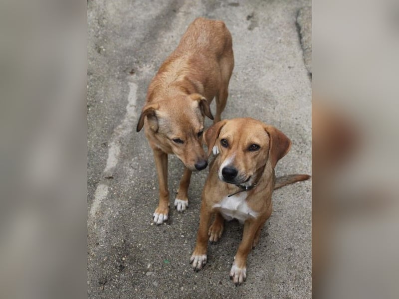 SVEN, liebenswerter Rentner sucht seinen Herzensmensch SVEN, liebenswerter Rentner sucht seinen Herzensmensch