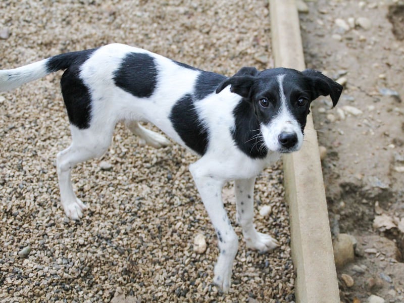 ILIAS ist ein lustiger und charmanter Hundebub