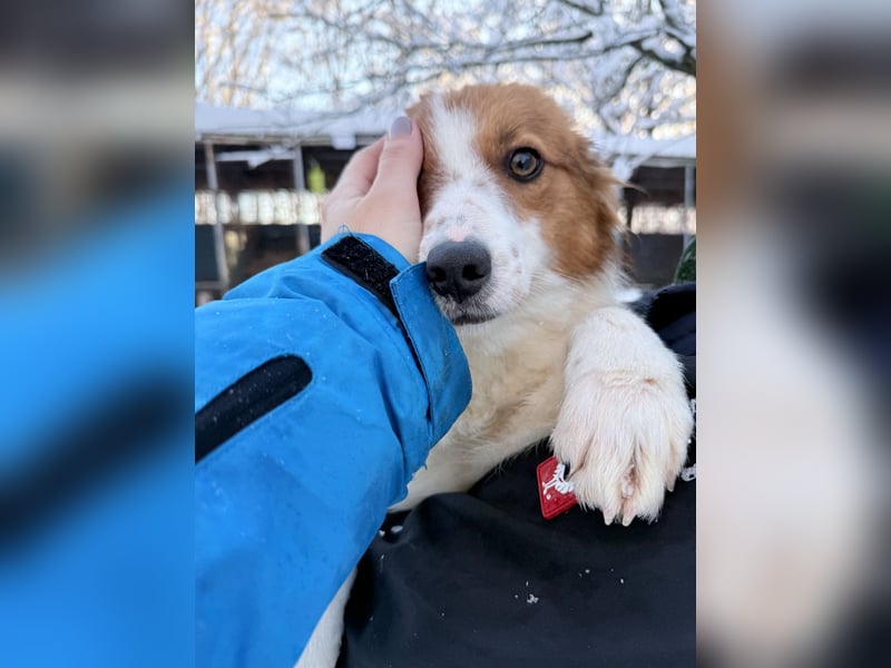 Halli-Hallo, ich FRIEDRICH, suche ein liebevolles Zuhause
