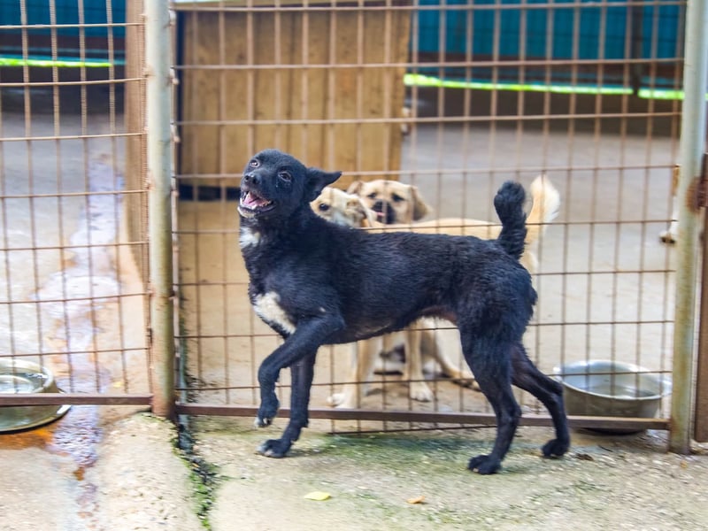Niedliche BILLIE könnte dein Herzenshund werden