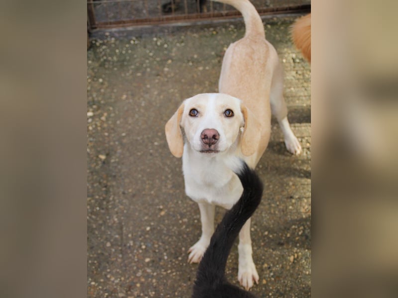 Bezaubernde MAGDALENA wäre gerne ein geliebtes Familienmitglied