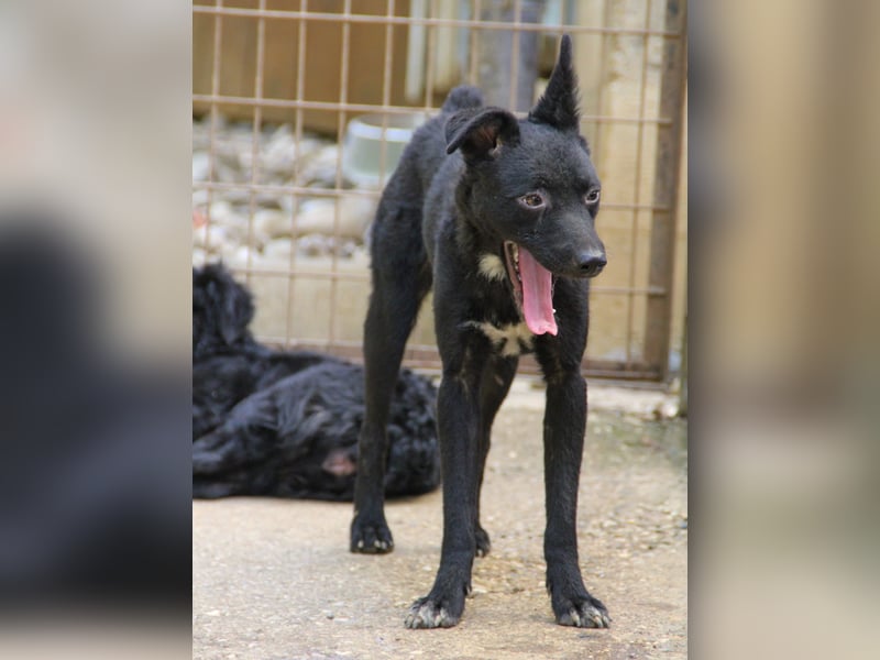 Niedliche BILLIE könnte dein Herzenshund werden
