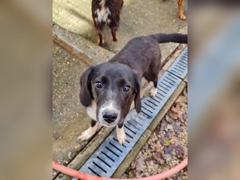 Aufgepasst - hier ist die charmante Traumhündin FLAVIA