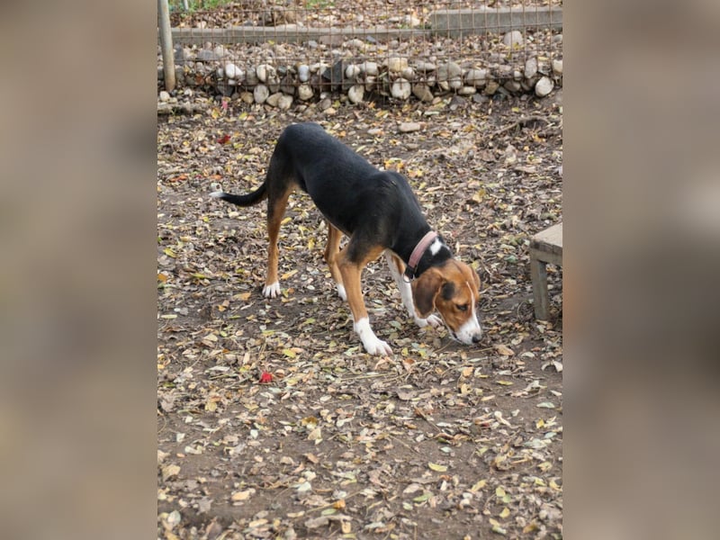 wunderschöne OFELIA, jung, schlau, friedlich