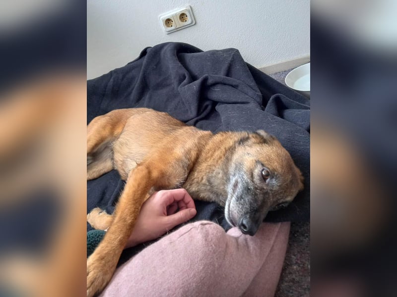 NISHA bezaubernd, liebesbedürftig, wundervoll such nach DIR