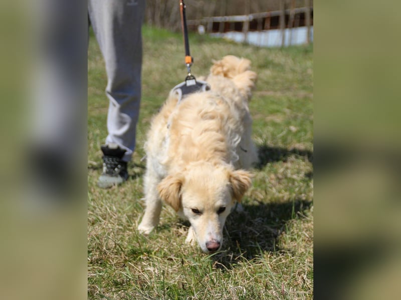 Bezaubernder MAXIM wäre gerne ein geliebtes Familienmitglied