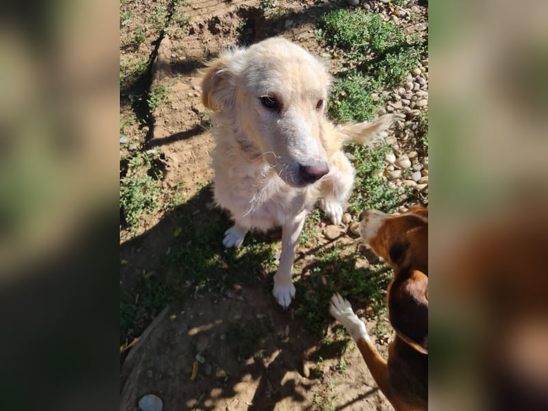 Wer gibt dem charmanten Hundebub MAXIM ein Zuhause