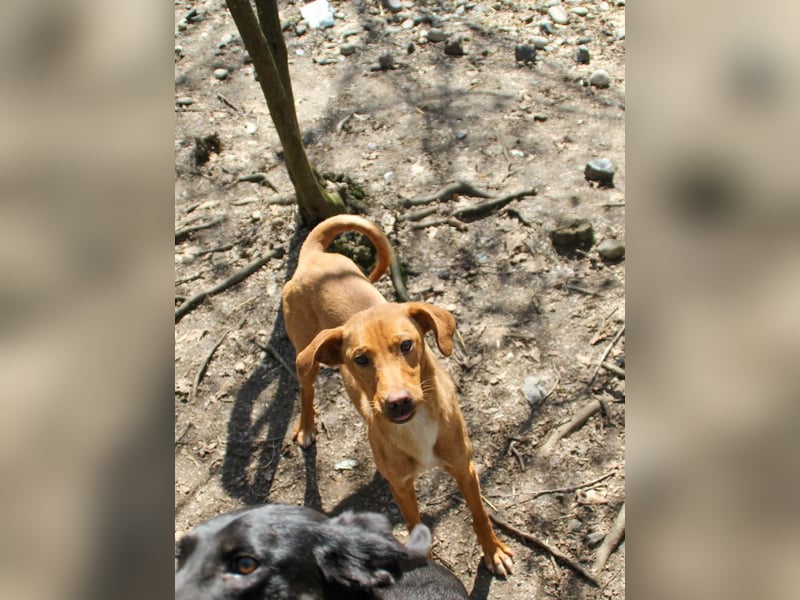 Hübsche MIRA will endlich raus aus dem Tierheim