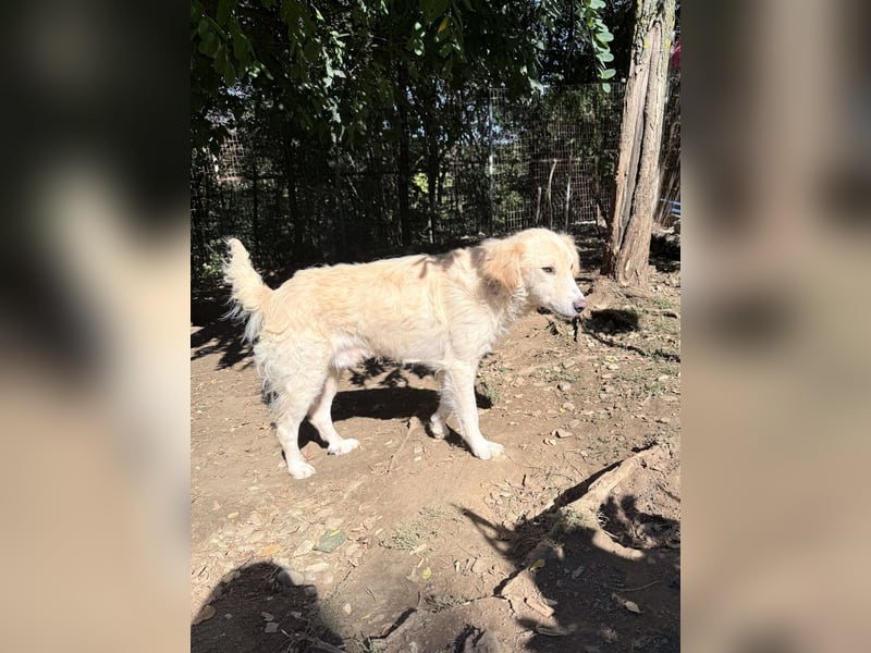 Hoppla - liebenswerter MAXIM möchte on tour gehen