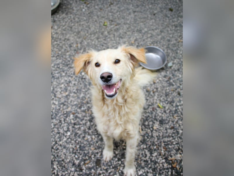 Hoppla - liebenswerter MAXIM möchte on tour gehen