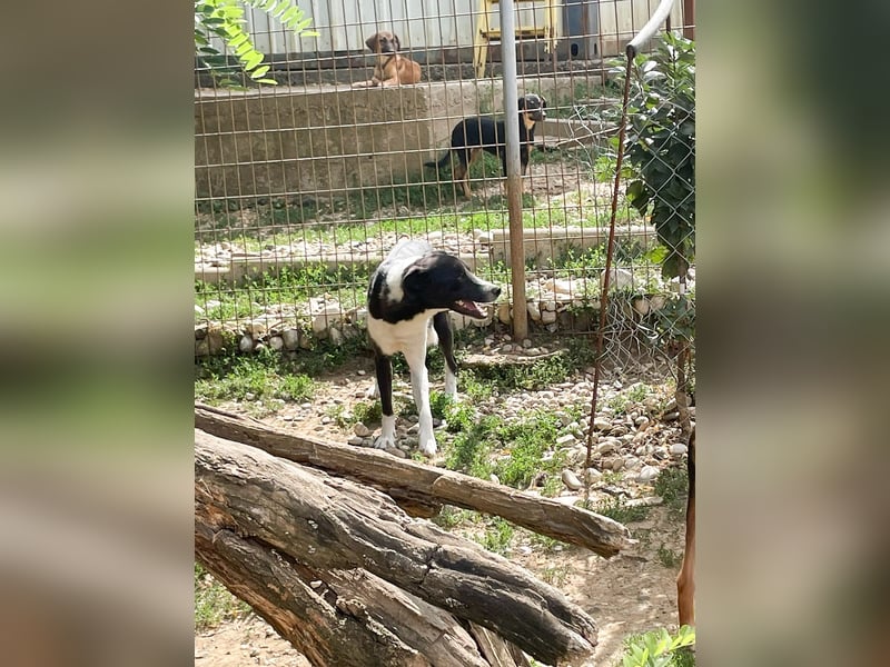 Hübsche Chantal sucht ein ruhiges und sehr geduldiges Zuhause