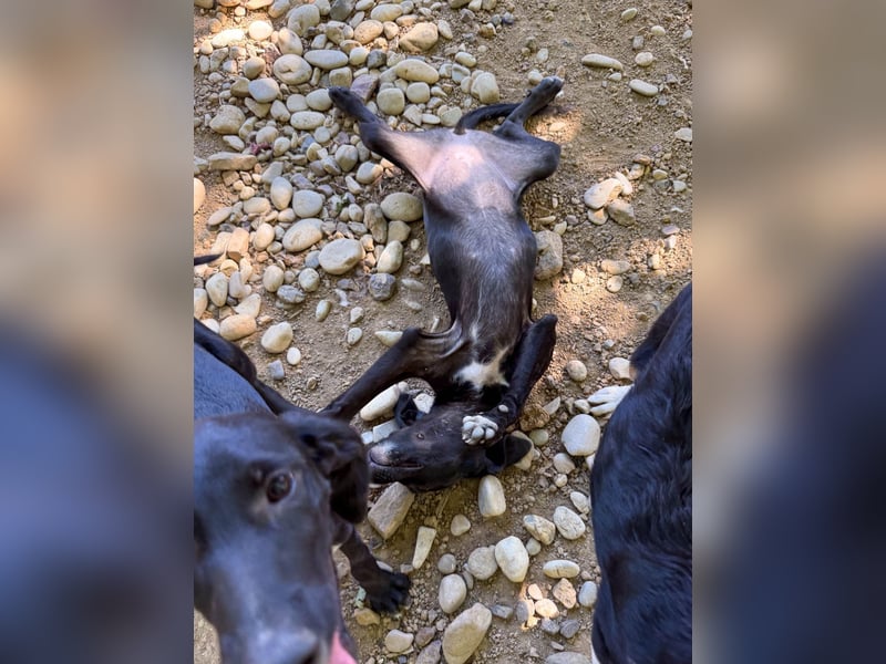 ISIDORA sucht Kuschelpartner fürs Leben