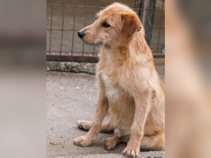 Zuckersüßer DARCY - manchmal etwas zurückhaltend aber doch neugierig