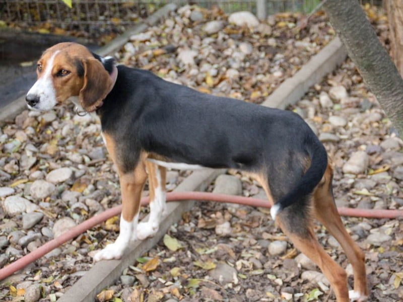 wunderschöne OFELIA, jung, schlau, friedlich