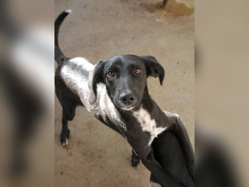 Sanfte und charmante IRMA sucht liebevolles Zuhause