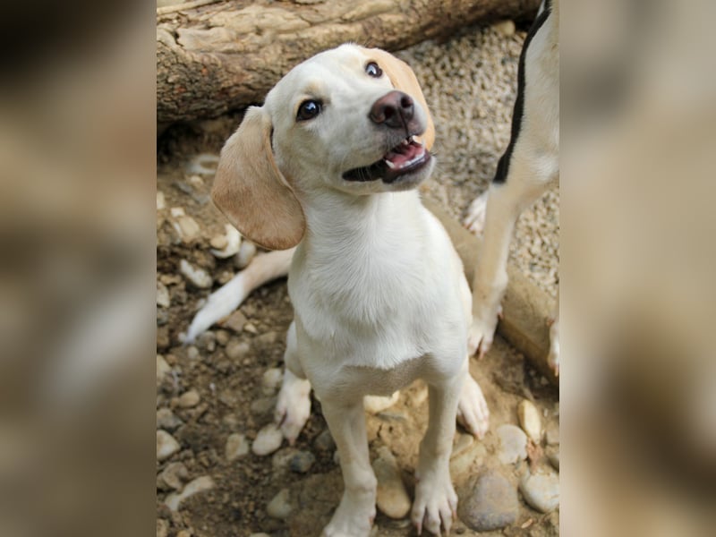 TIAGO - will Dich verzaubern TIAGO - will Dich verzaubern