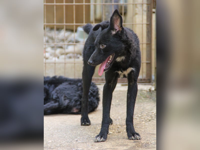 Niedliche BILLIE könnte dein Herzenshund werden