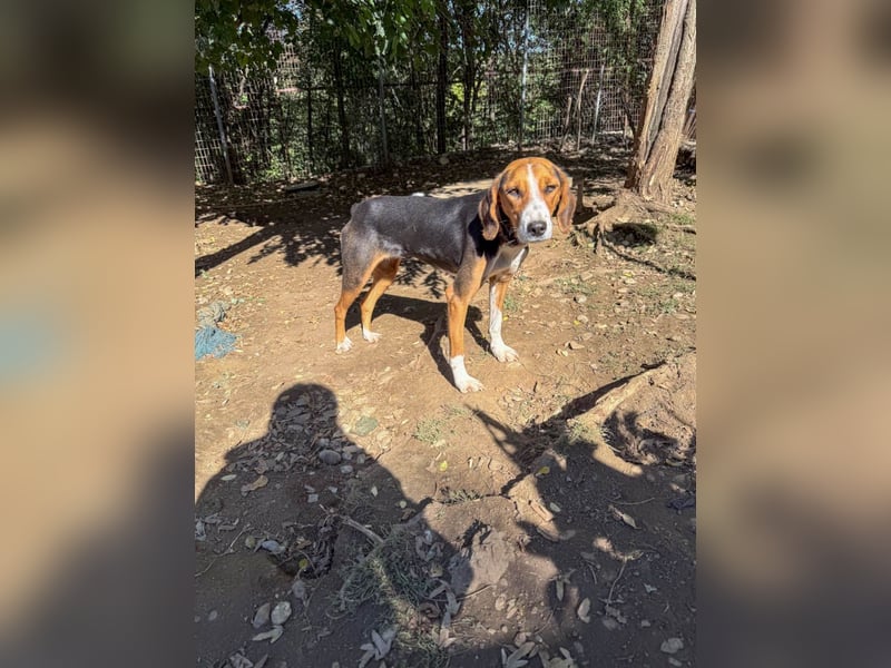 wunderschöne OFELIA, jung, schlau, friedlich