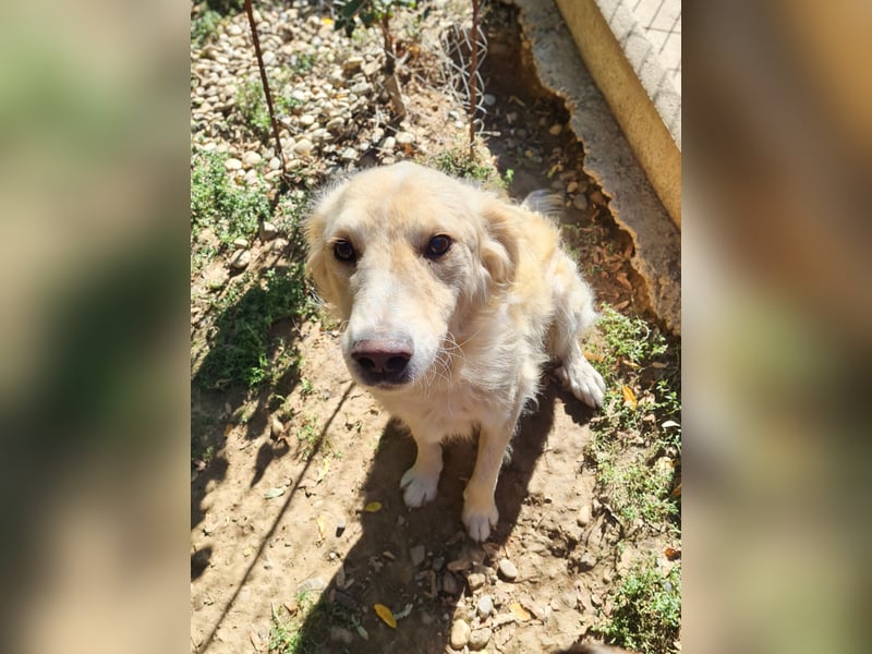 Herzensmensch gesucht - lieber MAXIM hofft auf sein Glück