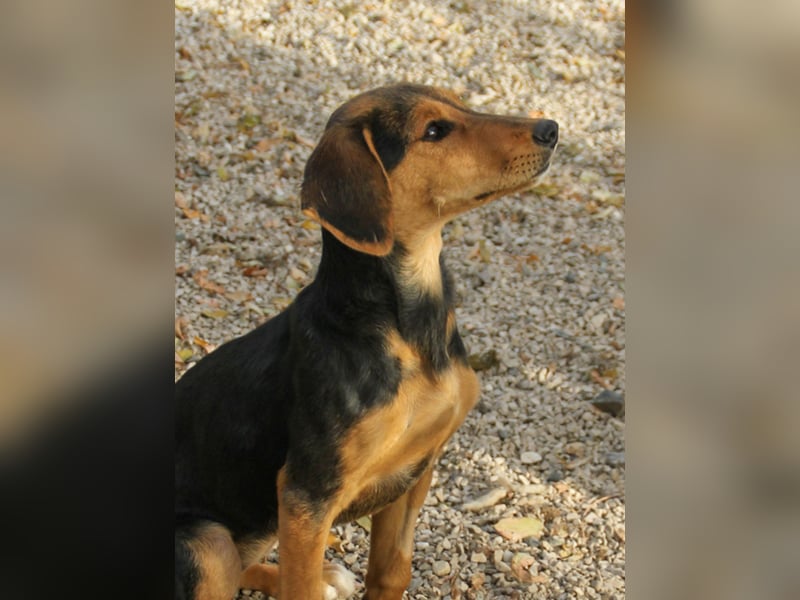 Sanfte und verschmuste FUTURE sucht ihr Kuschelkörbchen für Immer