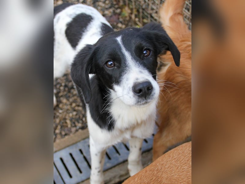 Fröhlicher Traumprinz ILIAS möchte dich verzaubern