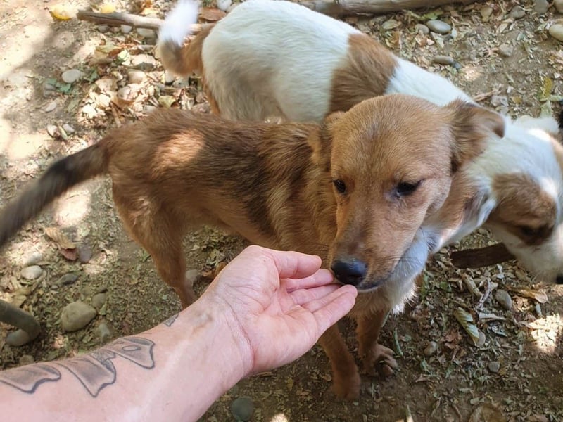 Aufgepasst - hier ist der charmante Traumhund ALAN