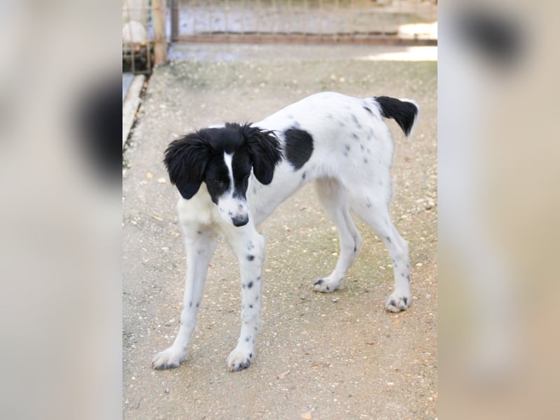 Sanfte und verschmuste IRNEA sucht ihr Kuschelkörbchen für Immer