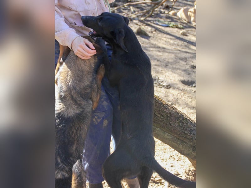 Wer hat ein Herz und ein Körbchen frei für die bezaubernde IRMA
