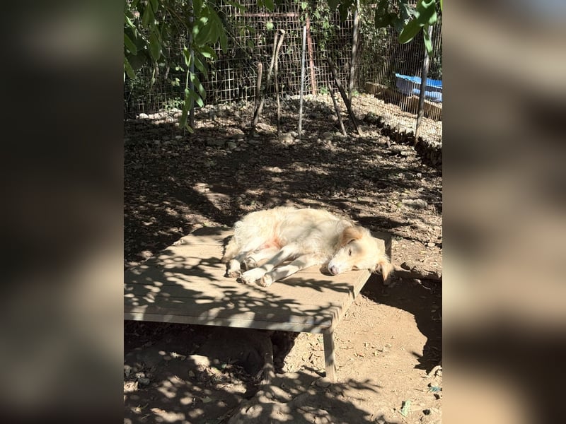 Herzensmensch gesucht - lieber MAXIM hofft auf sein Glück