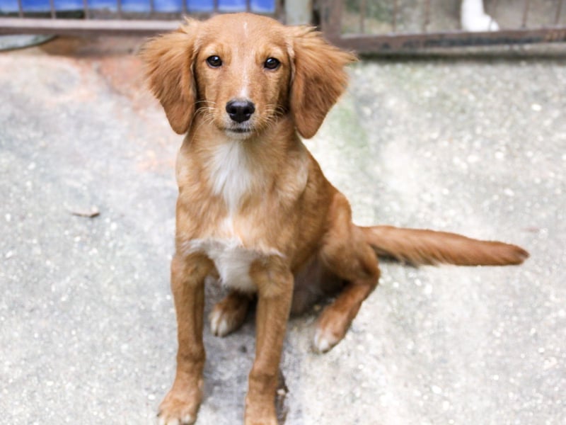 Charmanter IGOR sucht ein liebevolles Zuhause Charmanter IGOR sucht ein liebevolles Zuhause