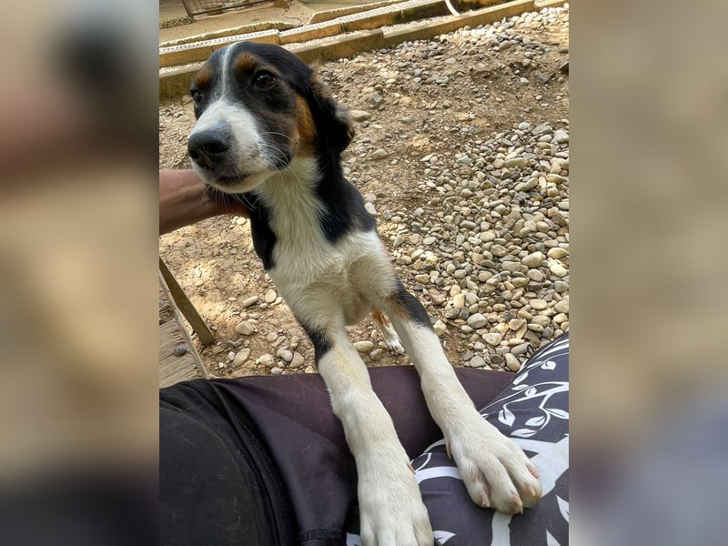 Zuckersüße LOARA - wer bringt ihre Augen zum strahlen? Zuckersüße LOARA - wer bringt ihre Augen zum strahlen?