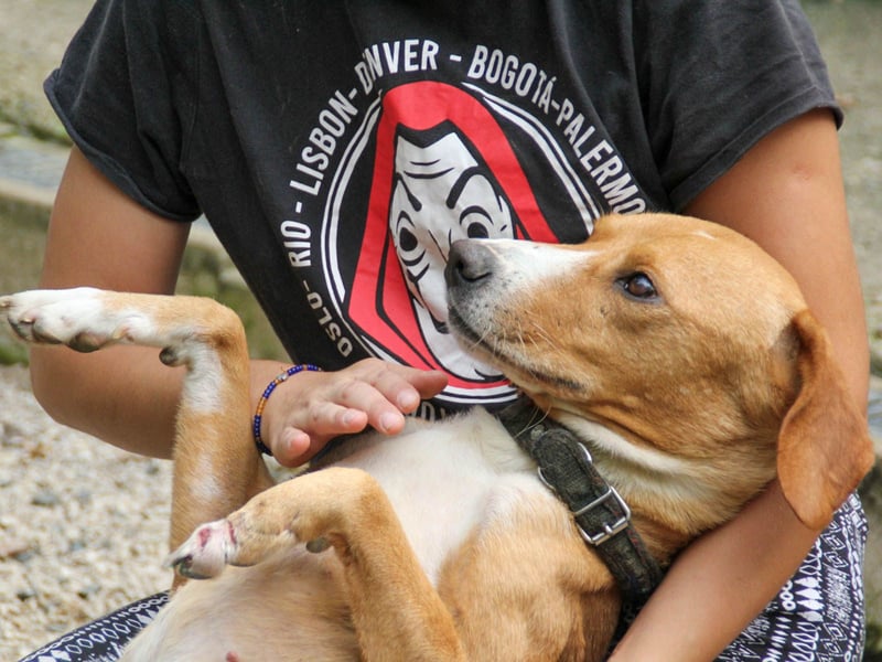Freundlicher BARK möchte dich um seine hübschen Pfoten wickeln