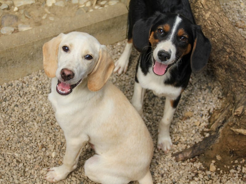 Zuckersüße LOARA - wer bringt ihre Augen zum strahlen? Zuckersüße LOARA - wer bringt ihre Augen zum strahlen?