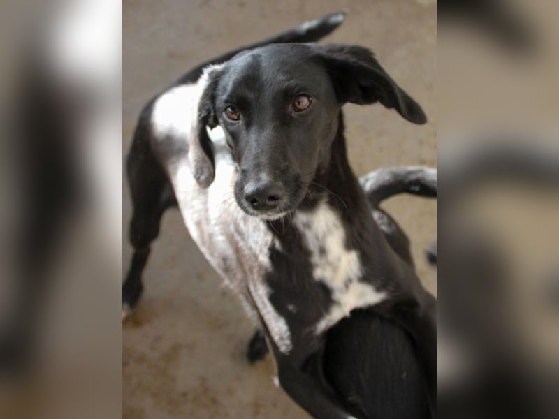 Wer hat ein Herz und ein Körbchen frei für die bezaubernde IRMA