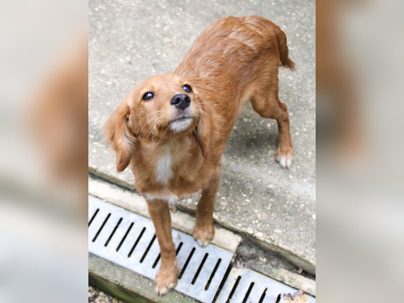 Charmanter IGOR sucht ein liebevolles Zuhause Charmanter IGOR sucht ein liebevolles Zuhause
