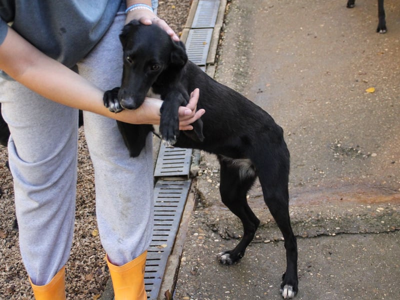 Bäuchleinkrauler gesucht für zuckersüße IRMA gesucht !