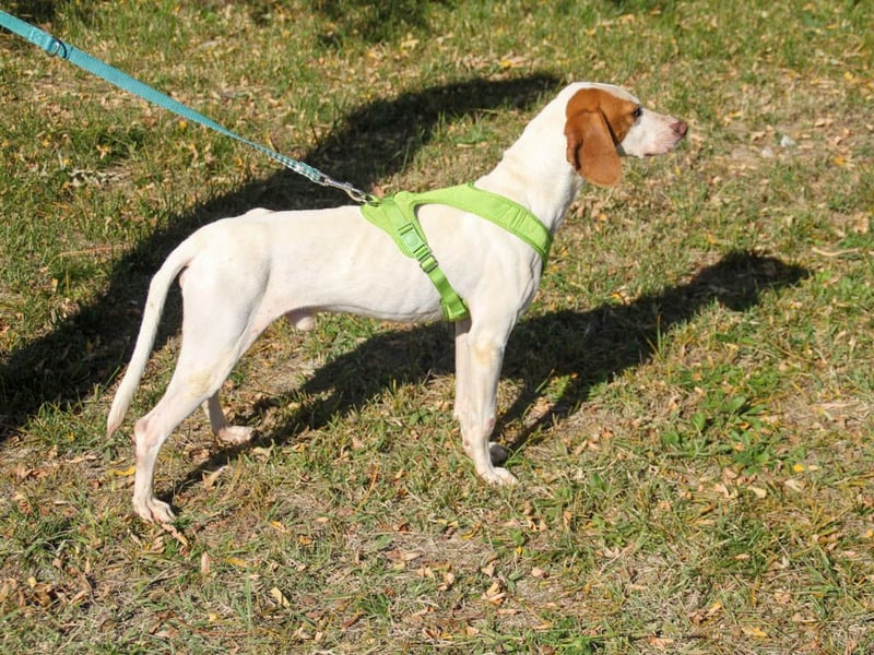 Bäuchleinkrauler für zuckersüßen FICO gesucht !