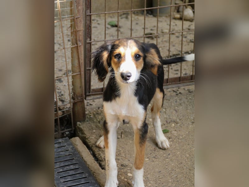 Süßer ILON - ein Herz auf 4 Pfoten