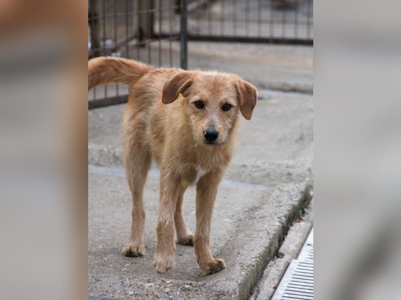 Zuckersüßer DARCY - manchmal etwas zurückhaltend aber doch neugierig