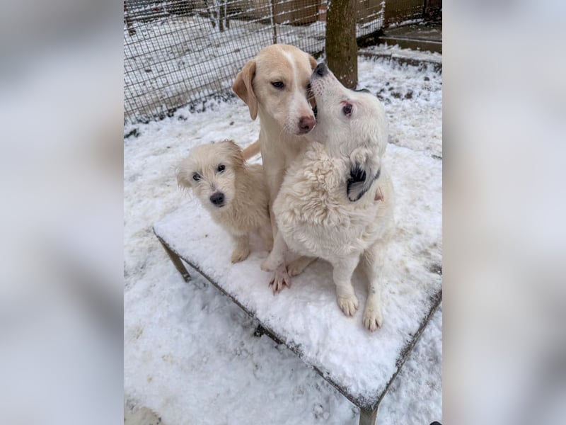 Bezaubernde MAGDALENA wäre gerne ein geliebtes Familienmitglied