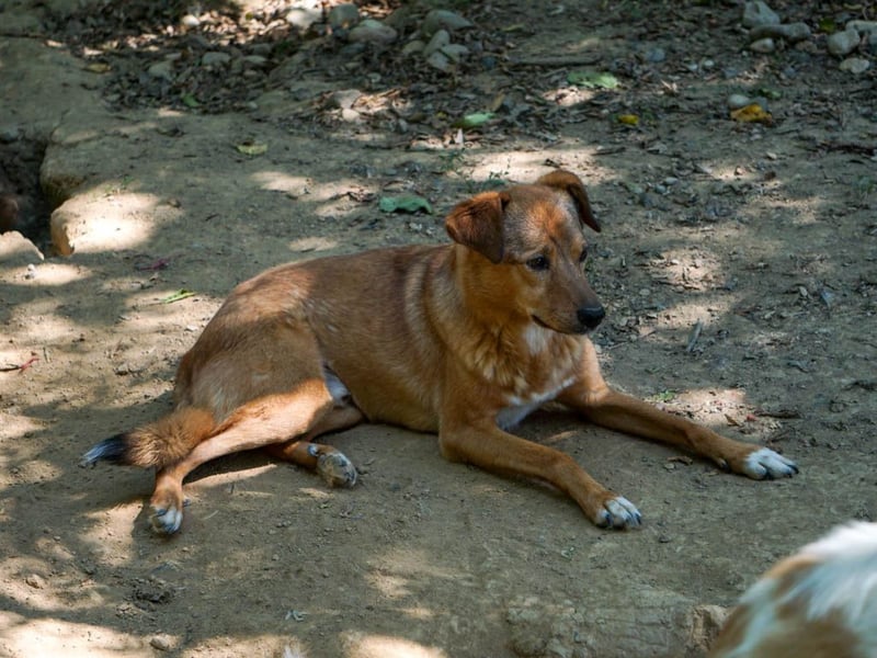SVEN, liebenswerter Rentner sucht seinen Herzensmensch SVEN, liebenswerter Rentner sucht seinen Herzensmensch