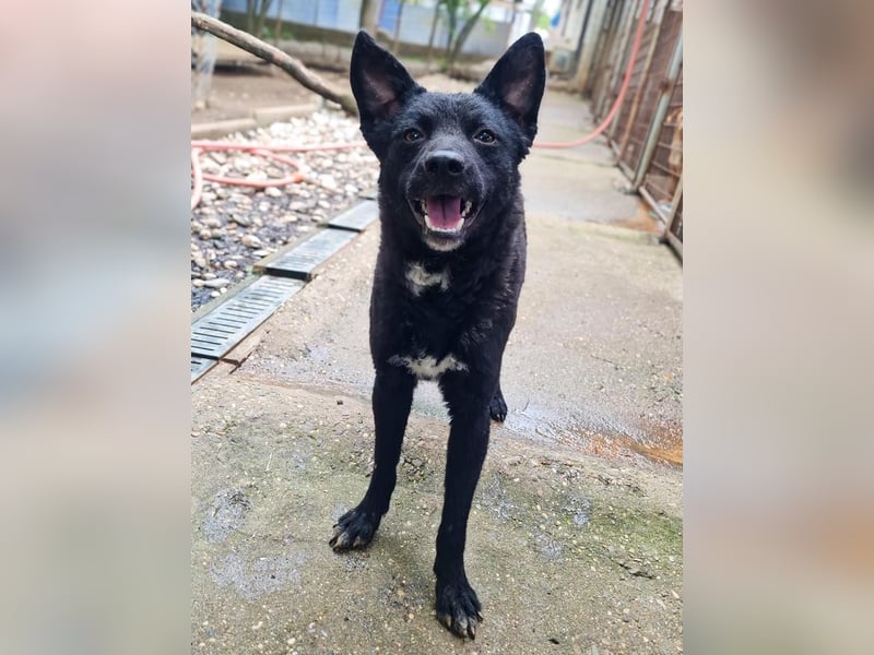 Niedliche BILLIE könnte dein Herzenshund werden