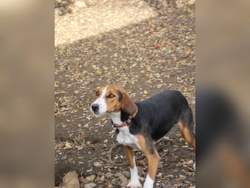 wunderschöne OFELIA, jung, schlau, friedlich