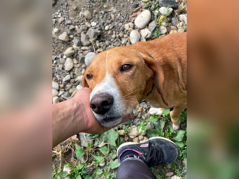 Freundlicher BARK möchte dich um seine hübschen Pfoten wickeln