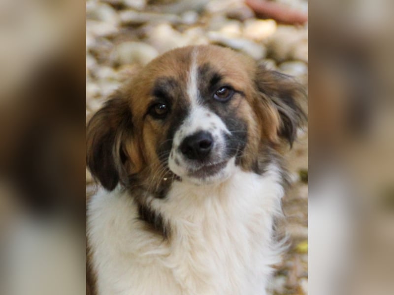 wunderhübscher WILHELM braucht DICH zum "Weiterwachsen"