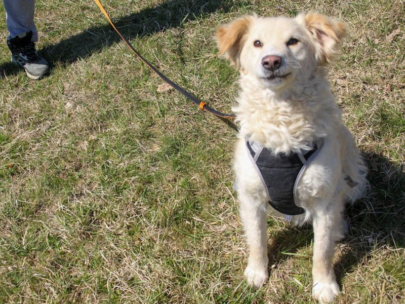 Bezaubernder MAXIM wäre gerne ein geliebtes Familienmitglied