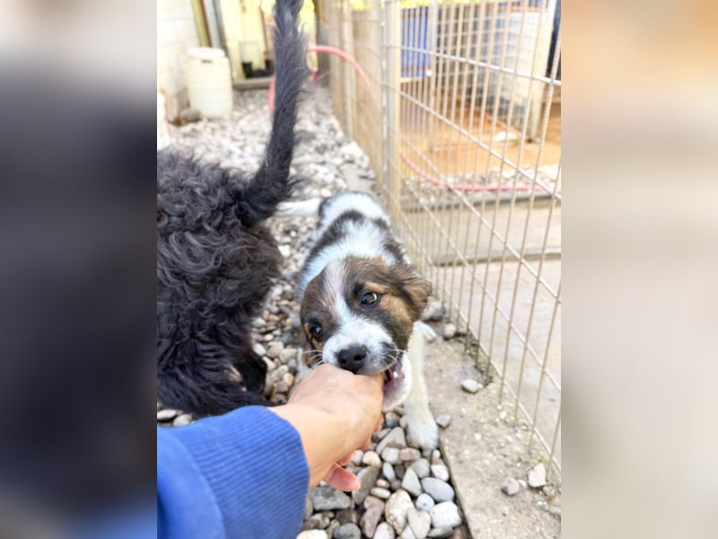 wunderschöner WILHELM sucht seine Familie