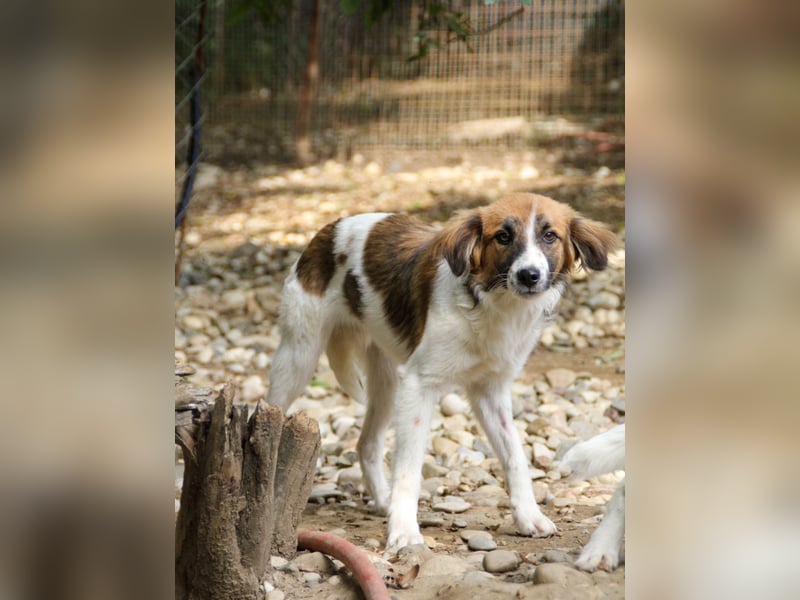 wunderhübscher WILHELM braucht DICH zum "Weiterwachsen"